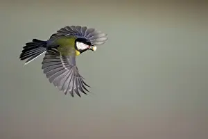 Peanuts: Great Tit - In flight with peanut in bill