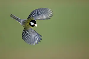 Peanuts: Great Tit - In flight with peanut in bill