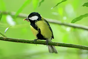 Grubs: Great Tit with food grubs in beak