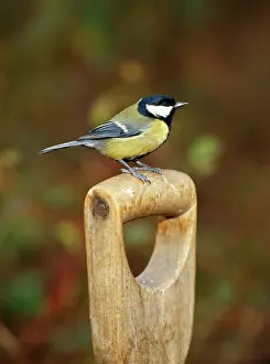 Handles: Great Tit - on fork handle