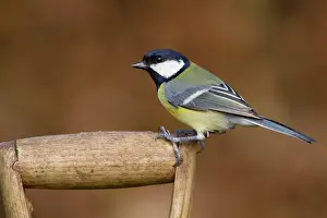 Handles: Great Tit - on garden fork