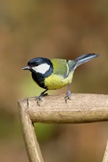 Handles: Great Tit - on garden fork