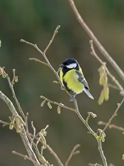 Major: Great Tit on hazel catkins