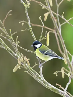 Major: Great Tit on hazel catkins