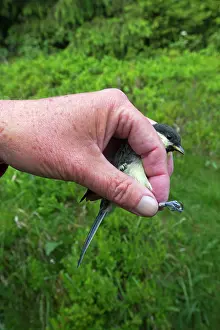 Nylon: Great Tit immature ringing the birds with