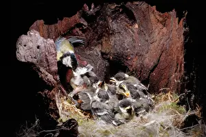 Monica Goth: Great Tit - inside nest hole - removing fecal sac