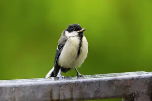 Ticks: Great Tit, juvenile bird sitting on fence with tick