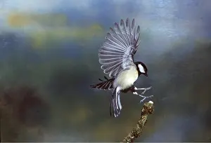 Tits: GREAT TIT - landing on branch