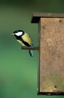 Nestbox: Great Tit - leaving nestbox