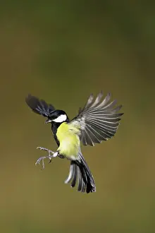 Alight: Great Tit - Male in-flight about to alight on a bird feeder