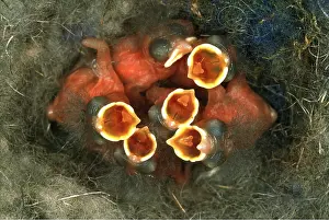 Begging: Great Tit - six new-born chicks in nest, beaks open