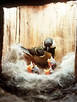 Boxes: GREAT TIT - in nextbox with chicks