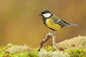 Fallen: Great Tit (Parus major) adult, perched on fallen