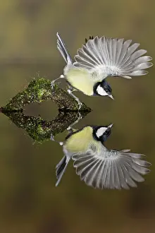 Raised: Great Tit (Parus major) adult, with wings raised