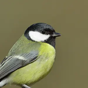 Major: Great tit (Parus major), animal portrait, Wilden