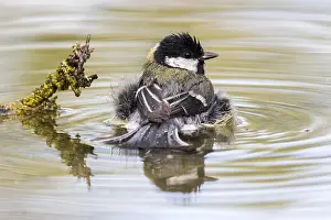 Puddle: Great Tit (Parus major) bathing, Madrid, Spain