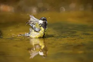 Pools: Great Tit (Parus major) bathing in a water pool