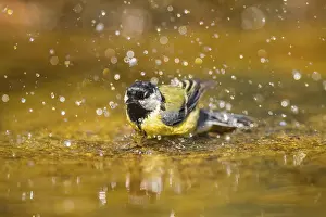 Pool: Great Tit (Parus major) bathing in a water pool