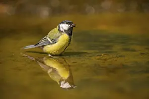 Pool: Great Tit (Parus major) bathing in a water pool