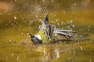 Silhouettes: Great Tit (Parus major) bathing in a water pool