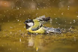Pool: Great Tit (Parus major) bathing in a water pool