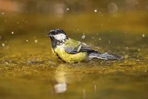 Pool: Great Tit (Parus major) bathing in a water pool