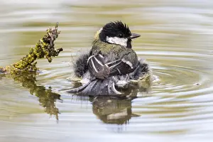 Cities: Great Tit (Parus major) bathing at a waterhole