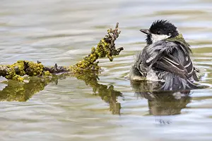 Cities: Great Tit (Parus major) bathing at a waterhole