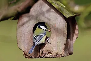 Station: Great tit (Parus major) at bird feeder with food