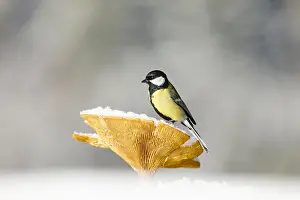 Roll: Great tit (Parus major) on Brown Roll-rim (Paxillus