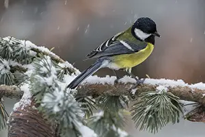 Cedar: Great Tit (Parus major) on a Cedar branch in winter
