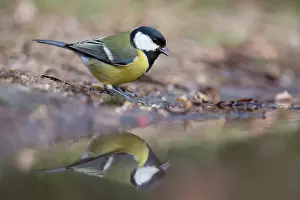 Utrechtse: Great Tit (Parus major) drinking water in refle