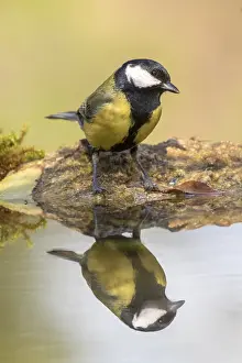 Puddle: Great Tit (Parus major) at the edge of water, . Madrid