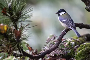 Major: Great Tit (Parus major), Emsland, Lower Saxony