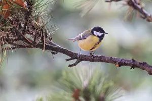 Major: Great Tit (Parus major), Emsland, Lower Saxony