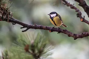Major: Great Tit (Parus major), Emsland, Lower Saxony