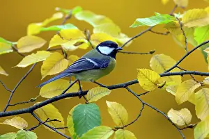 Hornbeam: Great Tit (Parus major), Put on an European hornbeam