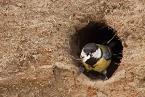 Fecal: Great Tit (Parus major) out with a fecal sac from