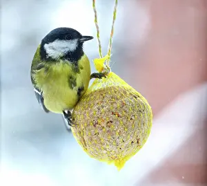Major: Great tit (Parus major), feeding on a fat ball