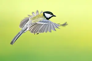 Major: Great Tit (Parus Major) in flight