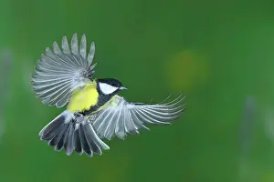 230122: Great tit (Parus major), in flight, Siegerland