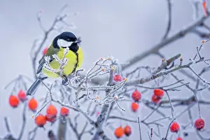 Fluff: Great tit (Parus major) in icy rowan, Central Elbe