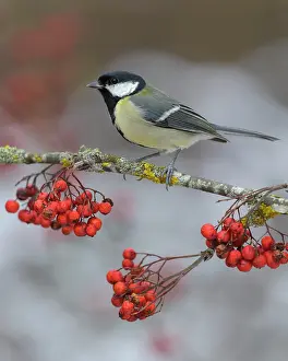 Rowan: Great tit (Parus major), on a lichen-covered rowan
