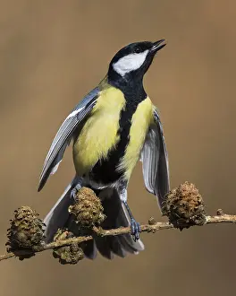Larix: Great tit (Parus major) making himself big into