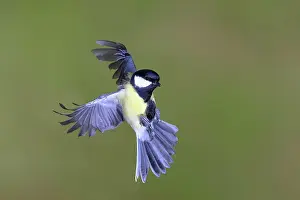 Westphal: Great tit (Parus major) male in flight, North Rhine-Westphal