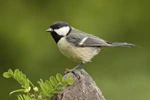 Holy: Great Tit (Parus major) male, St