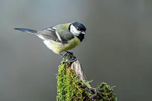 Deadwood: Great tit (Parus major) on mossy dead wood, Vulkaneifel