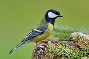 Abies: Great tit (Parus major) on an old stump, France