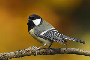 Utrecht: Great Tit (Parus major) perched