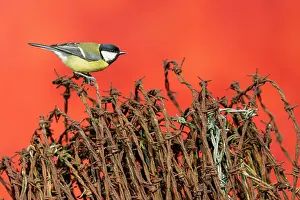 Rustics: Great Tit (Parus major) perched on barbed wire